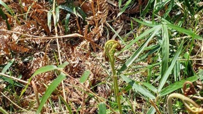 野草の会、始まってます