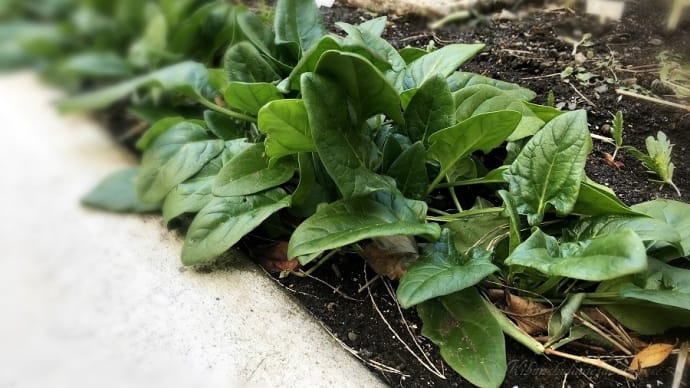 ほうれん草とサラダカブ