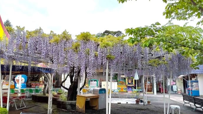 フジの花の香が風にただよう季節