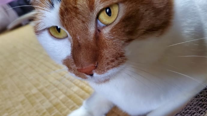 【183】れいにゃん堂のれいちゃん・甘えるにゃ&ねこグッズ紹介😸