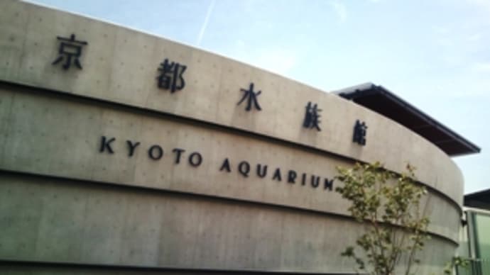 京都で暮らす海生物