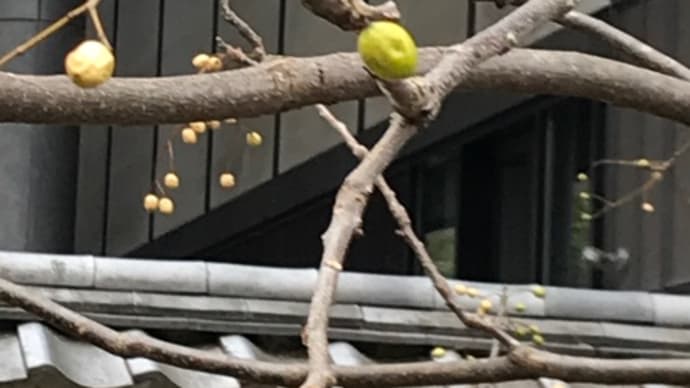実栴檀
