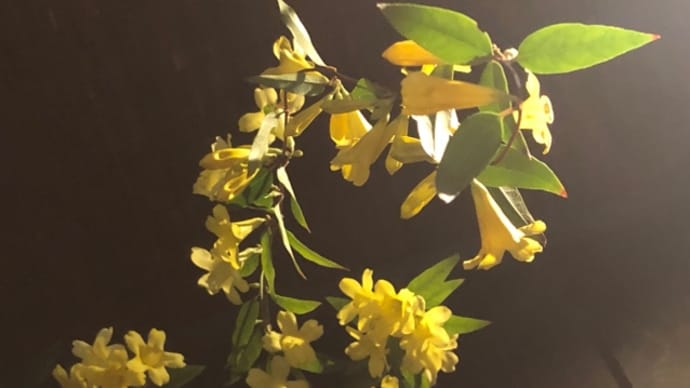 今日のお花