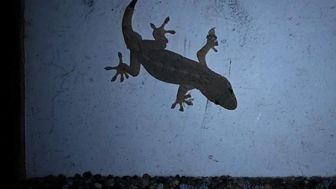 ヤモリいました