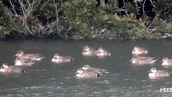 02/03探鳥記録写真:某池のトモエガモの群れ