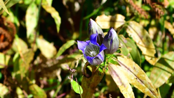 ◆またまた竜胆がメインに（茂原公園/茂原市）