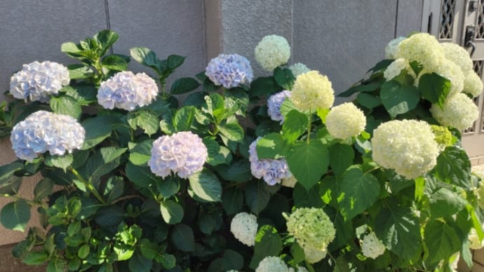 梅雨と紫陽花