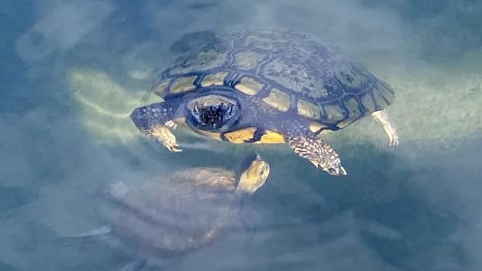 水を得たカメ