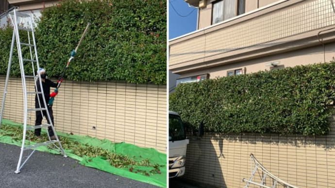 アカカナメの垣根の剪定作業