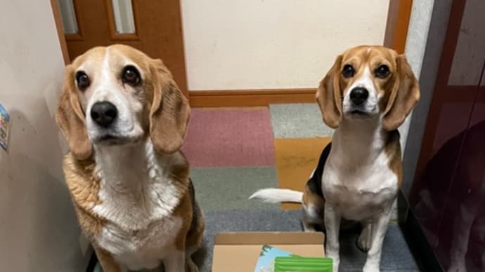 Doggy Box