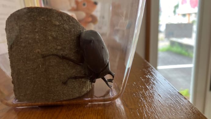 臨時休診のお知らせ&カブトムシ来院の話 筑紫野市原田 のりこキッズマム歯科医院