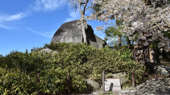 さくら狩り 岩手県盛岡市 盛岡さくらまつり2022 盛岡城跡公園(4)三の丸北西部石垣修復事業