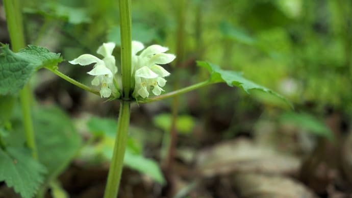 ★春の里山で見る花 2022
