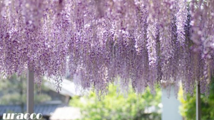 大井神社の藤棚(亀岡市)
