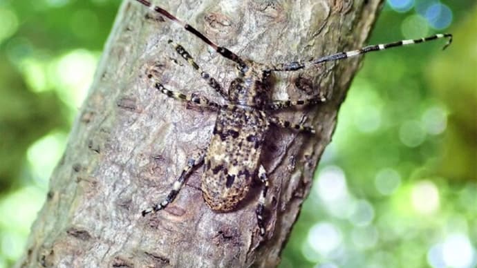 ナガゴマフカミキリ