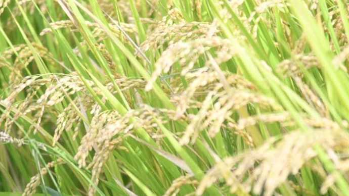 稲穂が綺麗に実りました!