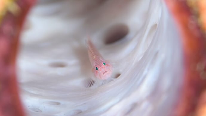 とことん一眼レフ撮影を楽しむ!!ハゼ&マクロ編。☆