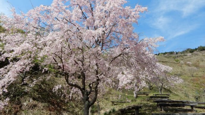桜の山・・・桜華園