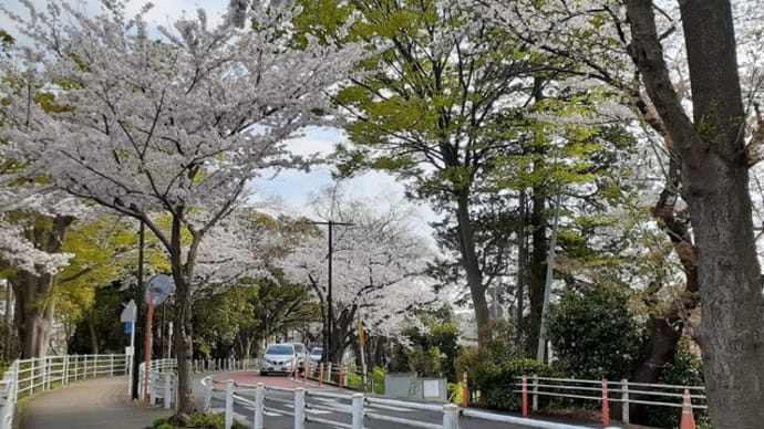 雨上がりの水元公園さくら堤/2023年