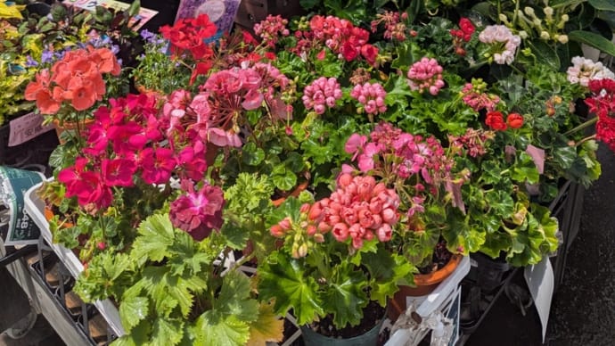 皮膚科とカポックの植え替え