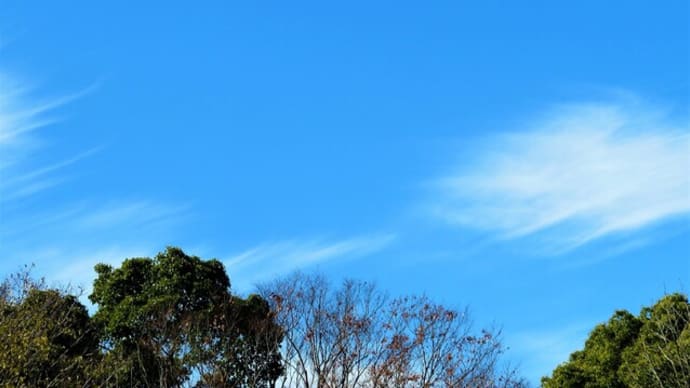 今日の柿の木レストランと、わが家のトットコ~♪