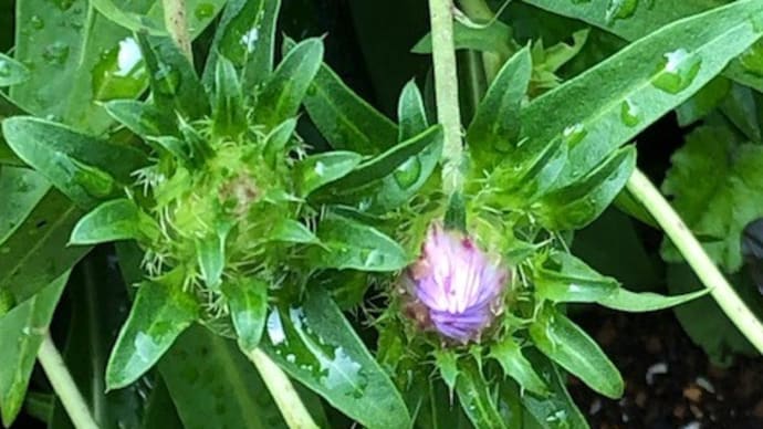 ストケシアの花 20220617