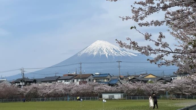 今年最後のお花見かな
