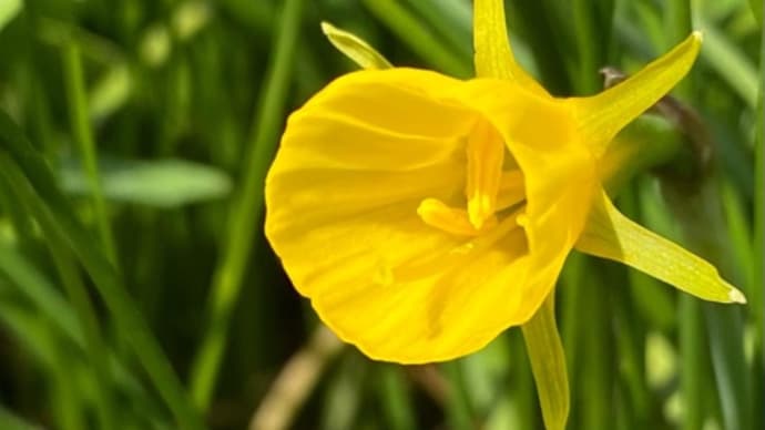 庭のお花達 バルボコジューム他