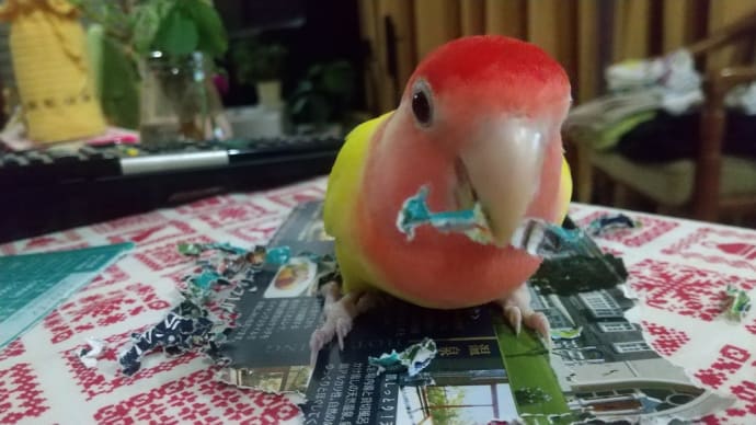 コザクラインコのオシャレと新しい曲に挑戦するよ