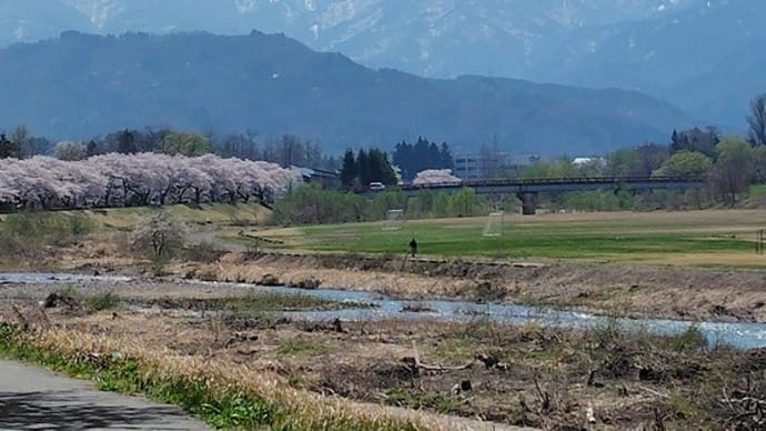 みちのくの春2025 (3) 米沢市相生橋と住之江橋と桜