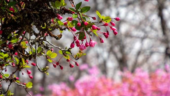 光巌寺の大桜は......