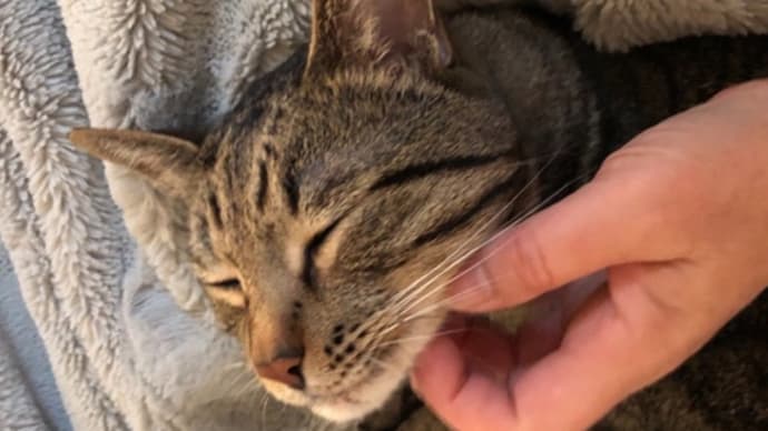 相棒ニッ😸(^^)💞 距離が近ずく 冬が好き