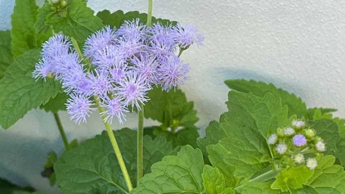 今日の1日(山荘行き準備)