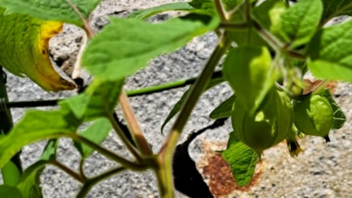 食用鬼灯(ほおずき)の食べ頃は?