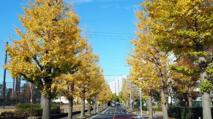 ・ 俣野公園 紅葉風景 2020