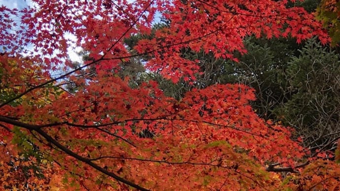 有馬まで紅葉狩りに行ってきた。