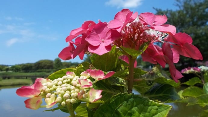 土門拳記念館の紫陽花　6