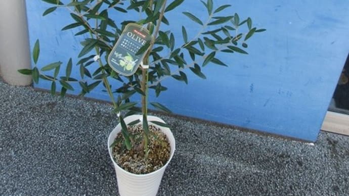オリーブの7寸鉢(縦150cm横50cm)を入荷致しました。(開店祝・自宅用)