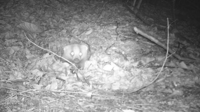 巣穴調査: 巣穴を隠すニホンアナグマ、タヌキ、キツネ、野良猫