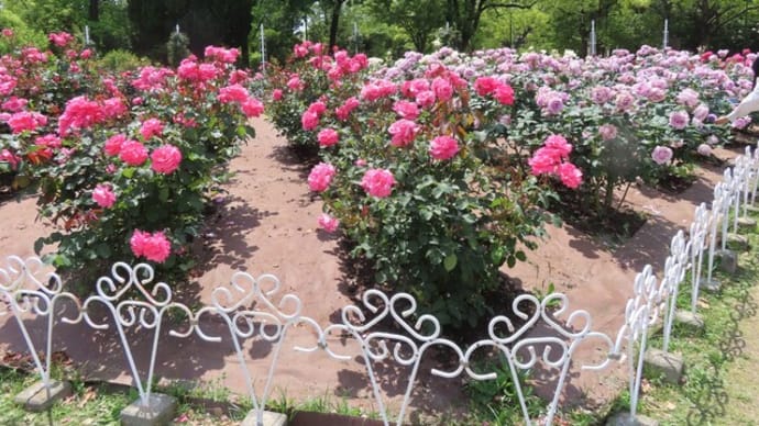 鶴舞公園の薔薇