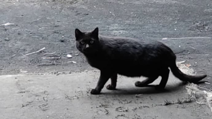 まきば便り「28」ひつじと猫と鶴