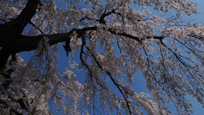 春待桜