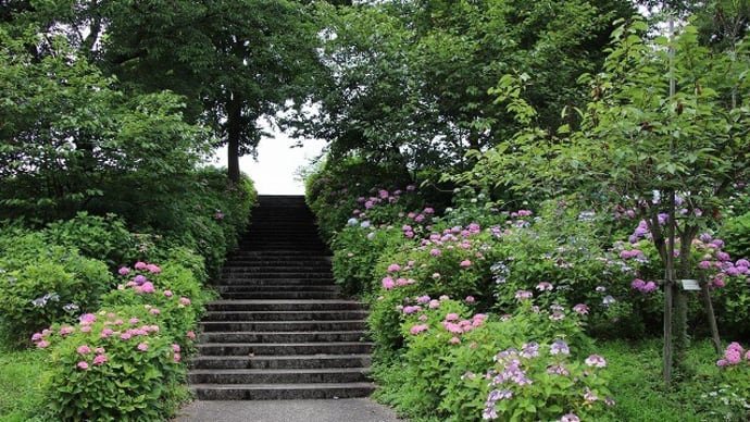 あじさいの花～大江町 テルメ柏陵健康温泉館周辺