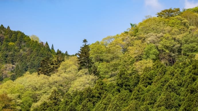 18/Apr 林道のオオルリとセンダイムシクイ