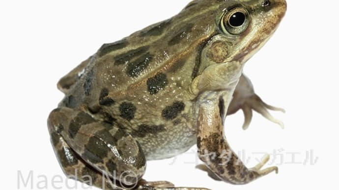 「自転車屋の生き物歳時記」!!「ダルマガエル」!!