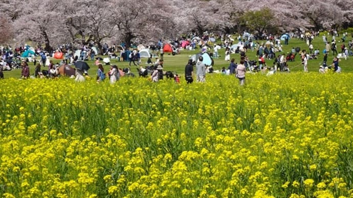 「桜」／昭和記念公園