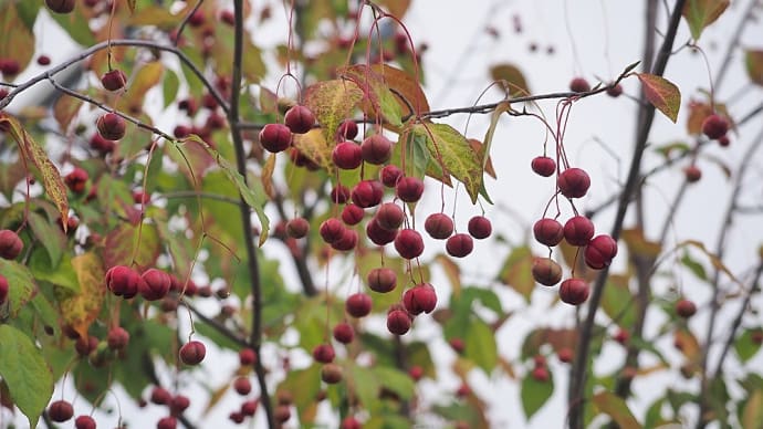 ★ツリバナが赤くなった🍒 2024