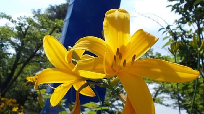 禅庭花が咲く