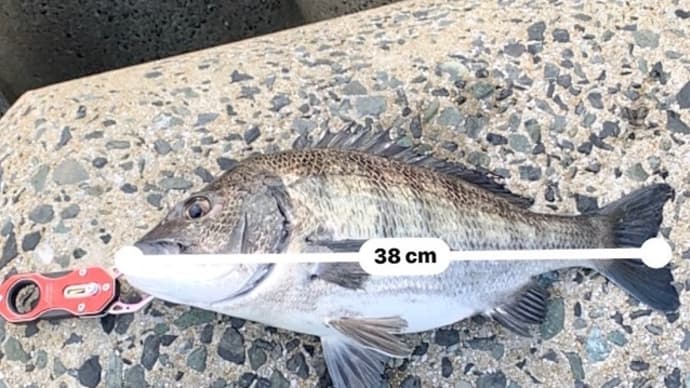 釣納めチヌ〜・・