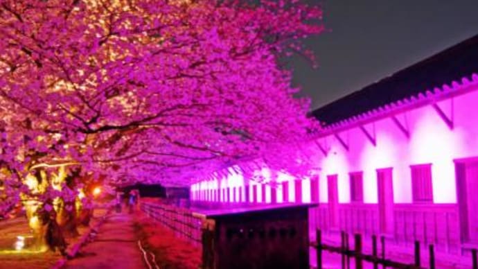 夜桜／ライトアップ